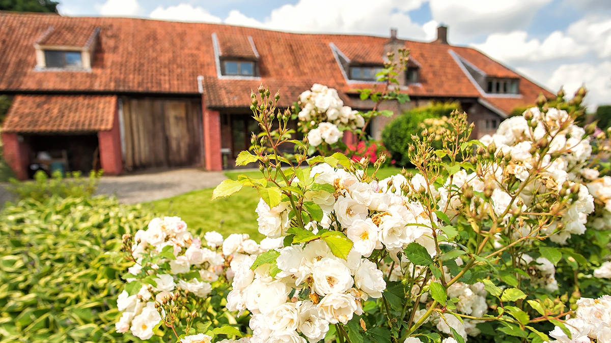 rozentuin vakantiehoeve in het groen